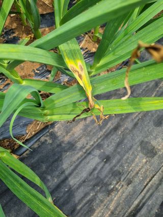 보라님의 양파 · 병해충상담 작성글 사진