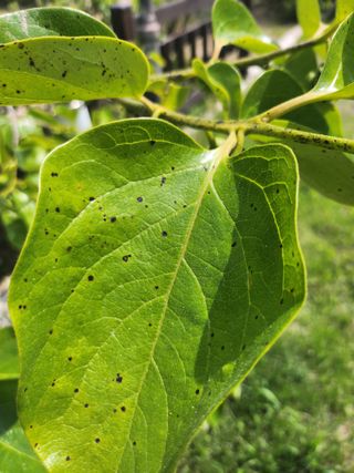 황공이오님의 포도 · 병해충상담 작성글 사진
