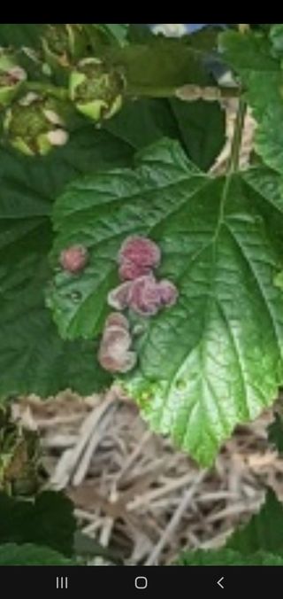 이수연님의 딸기·병해충상담 작성글 사진