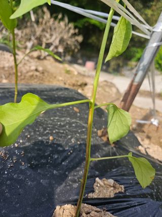 장휴태님의 고추 · 병해충상담 작성글 사진