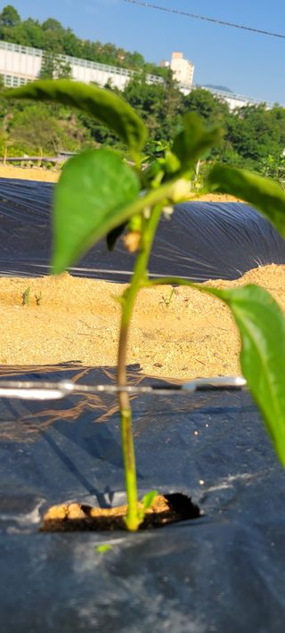 백이택님의 고추 · 병해충상담 작성글 사진