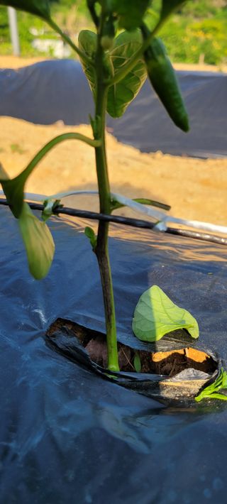 백이택님의 고추 · 병해충상담 작성글 사진