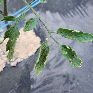 초보텃밭님의 토마토 · 병해충상담 작성글 사진