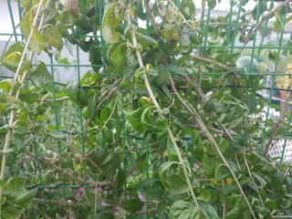 이정호님의 기타작물 · 병해충상담 작성글 사진