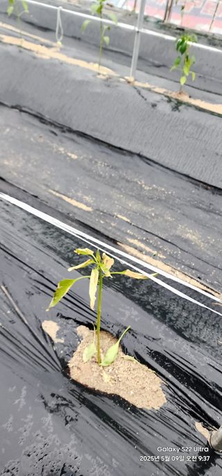 한밭골님의 고추 · 병해충상담 작성글 사진