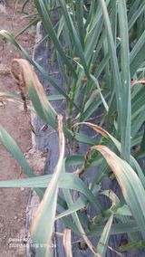 팜모닝 마늘·병해충상담 게시글 이미지