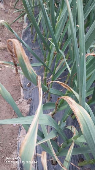 하병진님의 마늘 · 병해충상담 작성글 사진