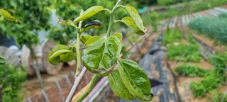 부안주말농장님의 감 · 병해충상담 작성글 사진