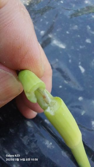 하병진님의 마늘 · 병해충상담 작성글 사진