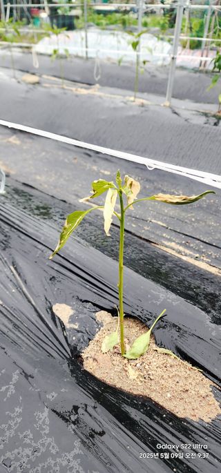 한밭골님의 고추 · 병해충상담 작성글 사진