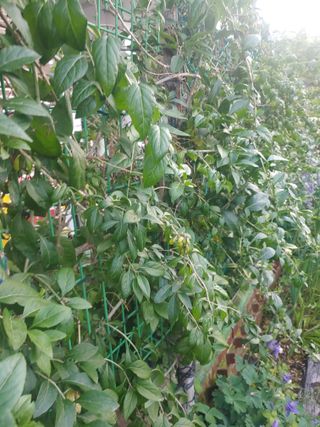 이정호님의 기타작물 · 병해충상담 작성글 사진