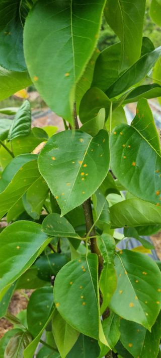 부안주말농장님의 감 · 병해충상담 작성글 사진