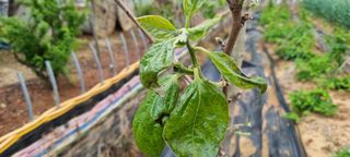 부안주말농장님의 감 · 병해충상담 작성글 사진