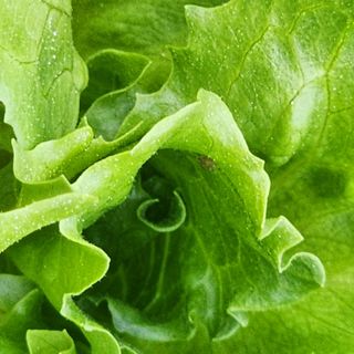 초보텃밭님의 상추 · 병해충상담 작성글 사진