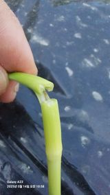 팜모닝 마늘·병해충상담 게시글 이미지