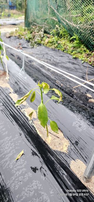 한밭골님의 고추 · 병해충상담 작성글 사진