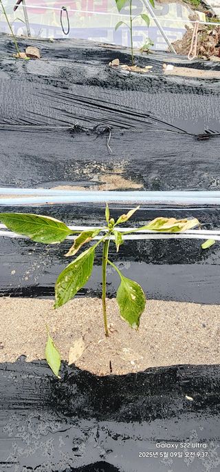 한밭골님의 고추 · 병해충상담 작성글 사진