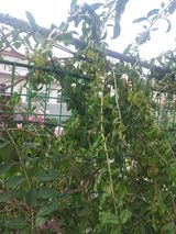 팜모닝 기타작물·병해충상담 게시글 이미지