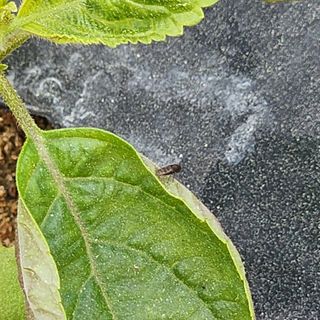 초보텃밭님의 상추 · 병해충상담 작성글 사진