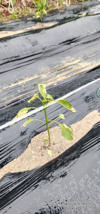 한밭골님의 고추 · 병해충상담 작성글 사진