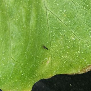 초보텃밭님의 상추 · 병해충상담 작성글 사진