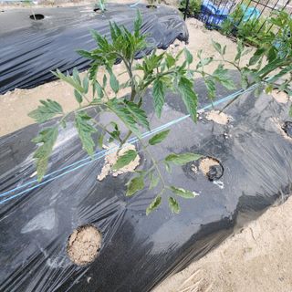 초보텃밭님의 토마토 · 병해충상담 작성글 사진