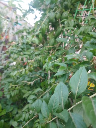 이정호님의 기타작물 · 병해충상담 작성글 사진