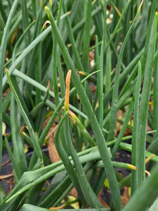 막노동님의 양파 · 병해충상담 작성글 사진