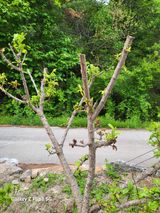 팜모닝 자두·병해충상담 게시글 이미지