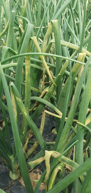 김익중님의 양파 · 병해충상담 작성글 사진