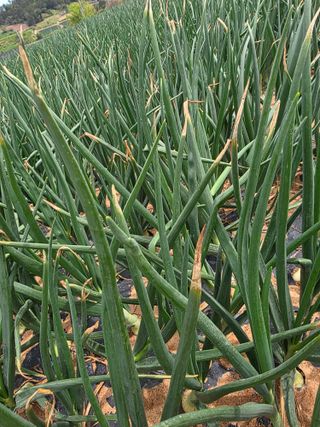 막노동님의 양파 · 병해충상담 작성글 사진