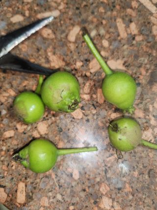 김제용지농원원장님의 배 · 병해충상담 작성글 사진