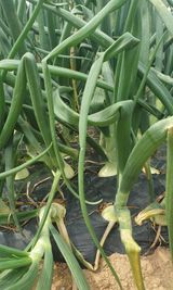 팜모닝 양파·병해충상담 게시글 이미지