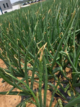 막노동님의 양파 · 병해충상담 작성글 사진