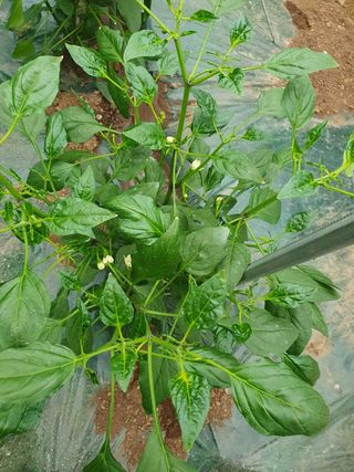 대박농장신초시님의 고추 · 병해충상담 작성글 사진