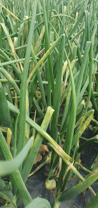 김익중님의 양파 · 병해충상담 작성글 사진