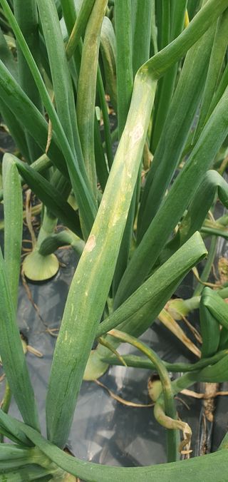 김익중님의 양파 · 병해충상담 작성글 사진