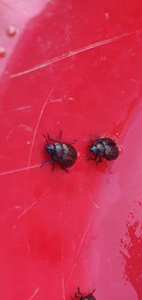 팜모닝 오이·병해충상담 게시글 이미지