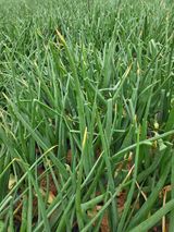 팜모닝 양파·병해충상담 게시글 이미지