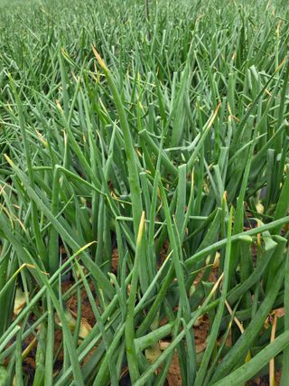 막노동님의 양파 · 병해충상담 작성글 사진