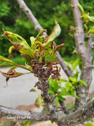 이효훈님의 자두 · 병해충상담 작성글 사진