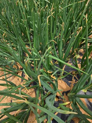 막노동님의 양파 · 병해충상담 작성글 사진