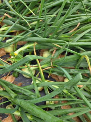 막노동님의 양파 · 병해충상담 작성글 사진