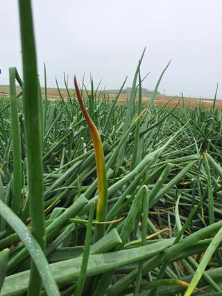 막노동님의 양파 · 병해충상담 작성글 사진