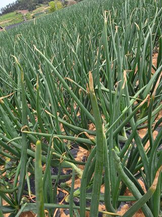 막노동님의 양파 · 병해충상담 작성글 사진