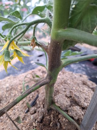 김문준님의 토마토 · 병해충상담 작성글 사진