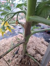 팜모닝 토마토·병해충상담 게시글 이미지