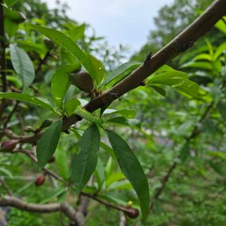 양배추21889님의 복숭아 · 병해충상담 작성글 사진