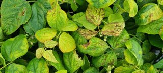 농건이님의 콩 · 병해충상담 작성글 사진