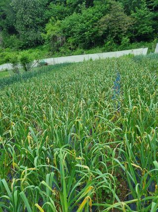 감20280님의 마늘 · 병해충상담 작성글 사진